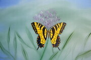Tiger Swallowtail 11x14