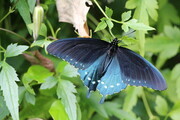 Blue/black monarch butterfly *
