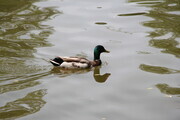 Duck on the Pond
