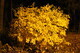 Fall leaves by street light