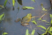 Frog Pond